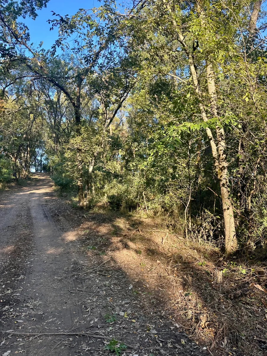 Dense wooded property before selective land clearing